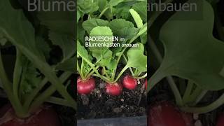 Radieschen im Blumenkasten anbauen 🌱 radieschen shorts [upl. by Morgun455]