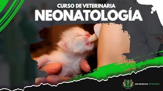 NEONATOLOGÍA EN LA VETERINARIA  CLASE 01 [upl. by Cain872]