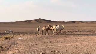 SaudiArabia 🇸🇦 Najd Plateau  Tuwaiq Mountain 🏔️  Camels 🐫 greeting tourists [upl. by Entruoc45]