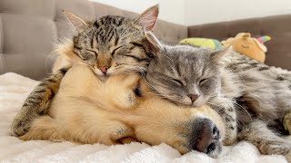 Amazing Love Between Golden Retriever and Cats [upl. by Novel]