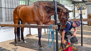 Process of Horseshoe Forging Horse Hoof Restoration amp Fitting  馬蹄鐵鍛造 amp 更換  Taiwanese Farrier [upl. by Mauchi]