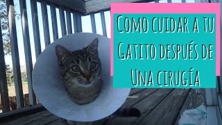 Como Cuidar a un Gato Después de Una Cirugia [upl. by Yraccaz]