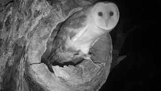 Barn Owl Fledges Then Gets Knocked by Tawny Owl  Gylfie amp Dryer  Robert E Fuller [upl. by Ingunna]