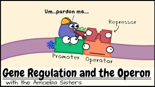 Gene Regulation and the Operon [upl. by Munsey]