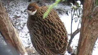 himalayan monal female [upl. by Rasla185]