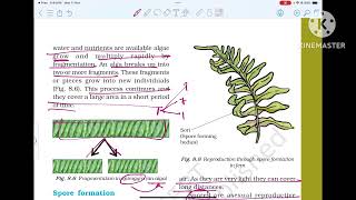 CLASS7 CHAPTER8 REPRODUCTION IN PLANTS 20242025reproductioninplants class7science science [upl. by Crescentia]