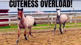 These Bestie Foals are Quite the Pair Watch Them Prance amp Play Together [upl. by Northway]