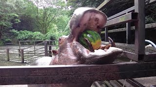 カバがスイカをまるごと食べまくる！Hippo devours watermelon ASMR [upl. by Huebner366]