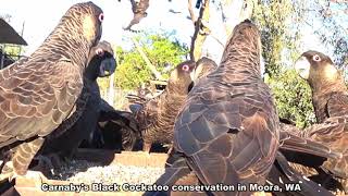 Carnabys Black Cockatoo feeding 22 09 19 [upl. by Asit896]