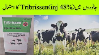 Tribrissen injection 48 Uses [upl. by Plusch]