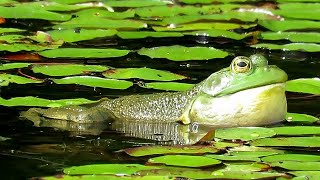 American Bullfrogs Croaking [upl. by Aicilanna]