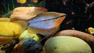 Peral Gourami trichopodus leeri [upl. by Yboc]