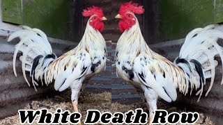 Beautiful White Death Row Farm [upl. by Yanaj]