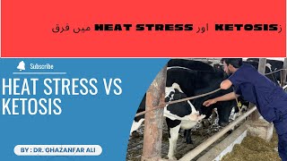 Ketosis vs Heat Stress in Livestock Key Differences farming dairyfarming ketosis heatstress [upl. by Skippie360]