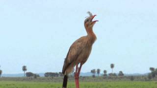 O Canto da Seriema Cariama cristata [upl. by Andria]