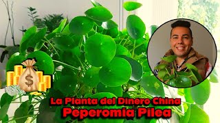 TIPS y CUIDADOS de la PILEA PEPEROMIOIDES O PLANTA DEL DINERO CHINA 🤑💲 ATRAE EL DINERO a Casa💲 [upl. by Jezebel]