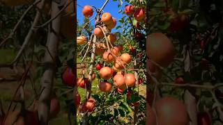 That perfect music for a calm and quiet day of apple picking applepicking gaapples [upl. by Jangro]