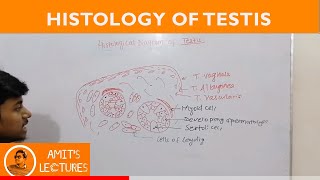 Histological Diagram of Testis  Histology  UHS [upl. by Eilyab]