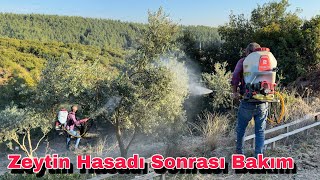 Hasat Sonrası Zeytin Ağacı Bakımı Yapıyoruz [upl. by Hunley]