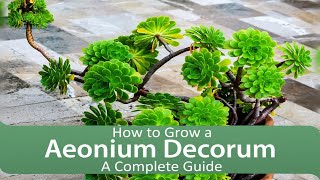 How to grow a Aeonium decorum  a complete guide [upl. by Scutt25]