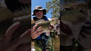 Murray Cod on Spinnerbait [upl. by Silra49]