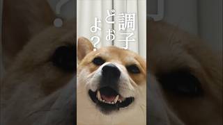 微風に踊らされる柴犬こむぎ柴犬犬ペット [upl. by Jb873]