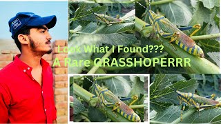 Rare Colorful Grasshoppers  Amazing CloseUp Footage of Unique Varieties in the Wild [upl. by Naejeillib]