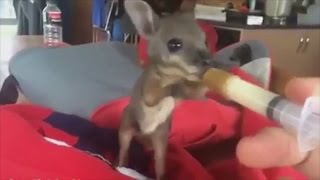 Adorable baby wallaby is rescued [upl. by Assirod]