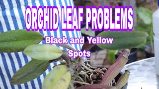 Orchid Leaf Spots Yellow and black spot Treatment guide [upl. by Rabi488]