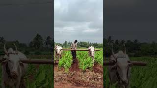 Turmeric inter cultivation by bullock variety selum horticulture agriculture farming turmeric [upl. by Attej]