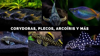 Estos son los peces que he tenido en mis acuarios ¡Les muestro cada uno a detalle [upl. by Nnywg]