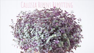 Callisia Repens Repotting amp Propagation Indoor Plants grooming  Pink Callisia Repotting [upl. by Waldemar]