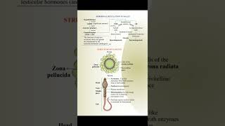 Structure of sperm and ovum [upl. by Norrie686]