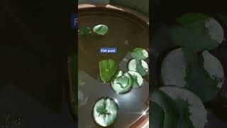 water lilies plants for ponds [upl. by Ayatahs]