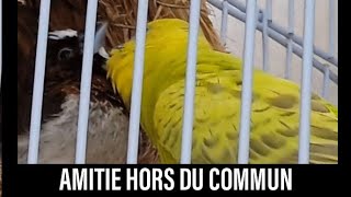 Une amitié hors du commun entre un perruche et un moineau shortsyoutube shorts [upl. by Scherman]