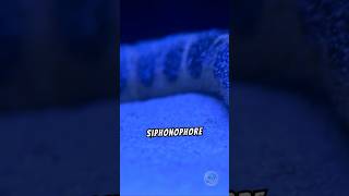 quotThe Longest Animal in the World Meet the Siphonophore 🦑quotshorts facts [upl. by Assiar]