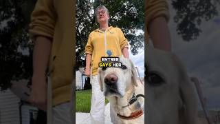 Untrained dogs are jeopardizing the lives of blind ServiceDogs BlindCommunity GuideDogs [upl. by Annaeed]