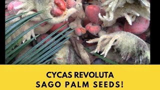 Cycas Revoluta Sago PalmIt took 20 years to make these seeds [upl. by Herzberg58]