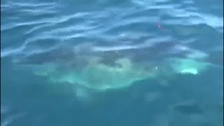 4 Sharks Seen Close to Miami Beach Shoreline [upl. by Haelam]