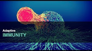 122Cell amp Antibody Mediated Immunity [upl. by Dressel949]