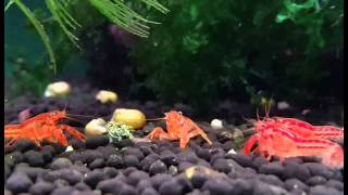 CPO Cambarellus patzcuarensis orange  Shrimp Visions [upl. by Meir]