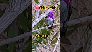 ❤️Chirpy Vids Sharing a Branch 🍋lemonjoe [upl. by Rebmyk]