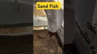 Sand Fish Catching  Sand Fish Tank Setup  Sand Fish Hunting shorts fish fyp [upl. by Burleigh]