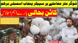 Cotton Production  Video  کاٹن کے حوالے سے اہم اپ ڈیٹ  Punjab cottonindustry cottonratetoday [upl. by Goodill6]