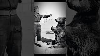 Wojtek The Bear Who Became a Polish Hero shorts shortvideo [upl. by Bradeord833]