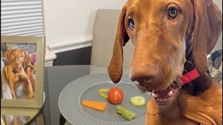 Dog food reviews with Maggie the Vizsla [upl. by Orianna661]