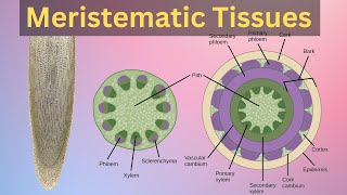 Meristematic tissues in plant Meristematic tissues in plants class 11Meristematic tissues class9 [upl. by Luann487]