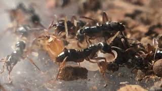 Hypoponera sp RARE ANTS ants vs termites Ponerinae [upl. by Macfadyn]