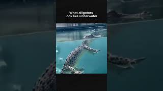 What alligators look like underwater meme funny [upl. by Ronnie930]