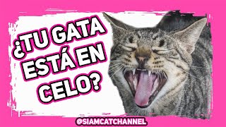 ¿GATA EN CELO ¡DESCUBRE CÓMO AYUDARLA A CALMARSE  SiamCatChannel [upl. by Nivan658]